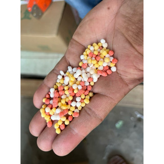 Phân bón cho sen đá, cây mọng nước