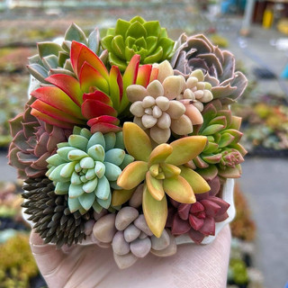 Phân bón cho sen đá, cây mọng nước