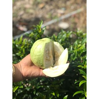 Ổi Nữ Hoàng  giòn ngọt-1kg