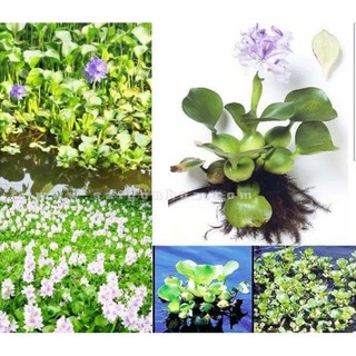 Lục bình thủy sinh -bèo tây thủy sinh
