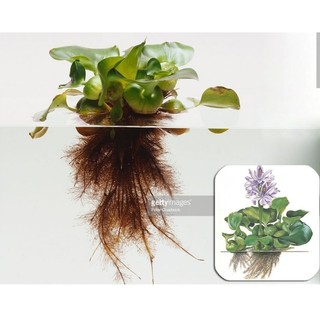 Lục Bình Thủy Sinh -Bèo Tây Thủy Sinh