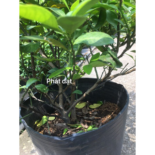 Chanh bắc ăn lá gốc to