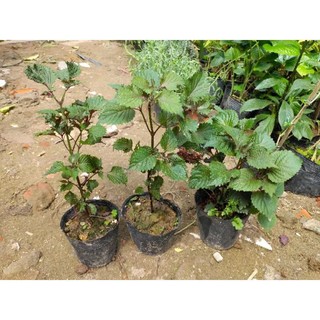 Cây rau tía tô làm giống.