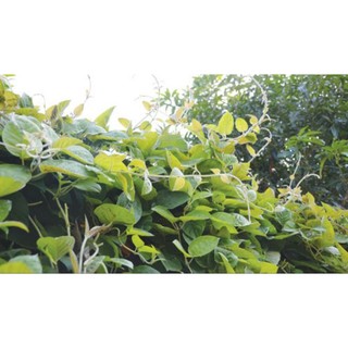 Cây lá mơ lông tím (dược liệu)làm giống.