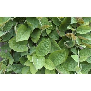 Cây lá mơ lông tím (dược liệu)làm giống.