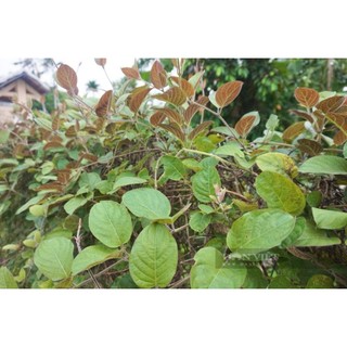 Cây lá mơ lông tím (dược liệu)làm giống.