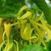 Hoa dẻ thơm chuẩn giống hoa đẹp lâu tàn dễ trồng dễ chăm nhanh ra hoa cây ươm sẵn trong bầu