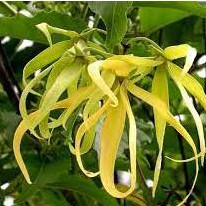 Hoa dẻ thơm chuẩn giống hoa đẹp lâu tàn dễ trồng dễ chăm nhanh ra hoa cây ươm sẵn trong bầu