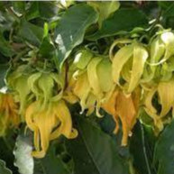 Hoa dẻ thơm chuẩn giống hoa đẹp lâu tàn dễ trồng dễ chăm nhanh ra hoa cây ươm sẵn trong bầu