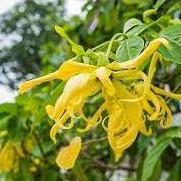 Hoa dẻ thơm chuẩn giống hoa đẹp lâu tàn dễ trồng dễ chăm nhanh ra hoa cây ươm sẵn trong bầu