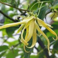 Hoa dẻ thơm chuẩn giống hoa đẹp lâu tàn dễ trồng dễ chăm nhanh ra hoa cây ươm sẵn trong bầu