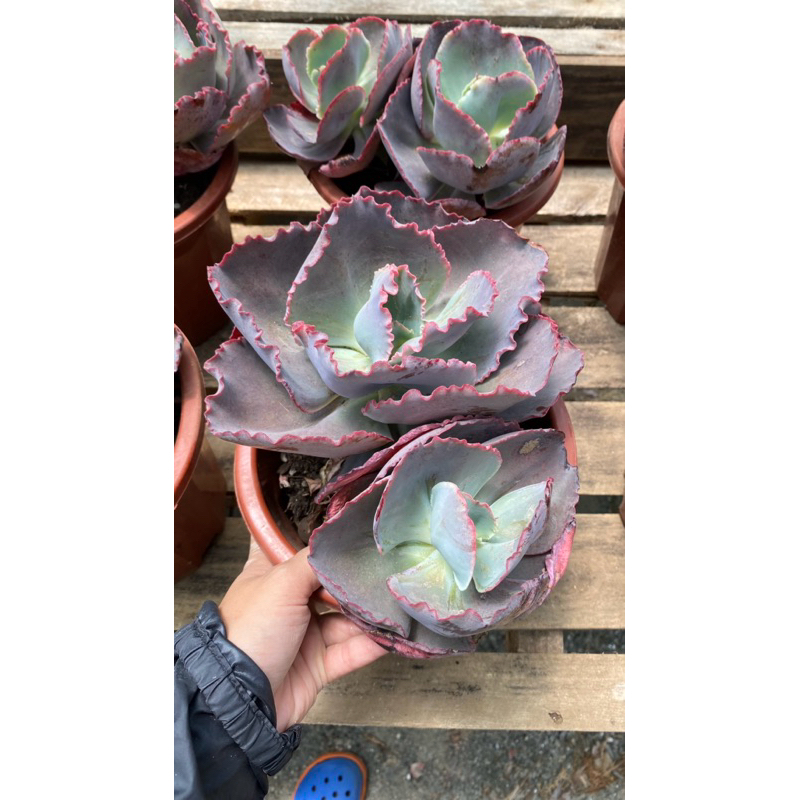 Sen đá Bắp cải răng cưa 15-20cm