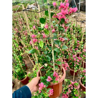 Cây hoa giấy Milo siêu bông lá xanh đang hoa cao 70cm