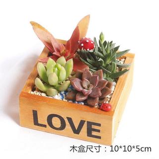 Chậu gỗ trồng sen đá, xương rồng - chậu in chữ LOVE
