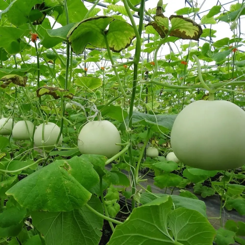 Hạt giống Dưa Lê F1 siêu ngọt VTS200 | Vạn Tín Store