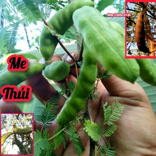 Cây me thúi / cây keo thúi tươi 1kg