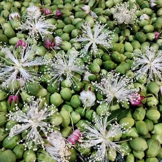 HOA/LÁ BẦN, VỎ BẦN, CẬC BẦN (1kg)