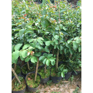 Giống tường vy Hồng ( mua 5 tặng 1)
