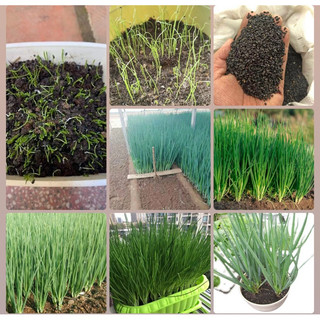 GÓI 1 LẠNG HẠT GIỐNG HÀNH HƯƠNG ĐẺ NHÁNH TRẺ LÂU