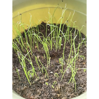 Gói 5gr hạt giống hành ta ( hành hương)