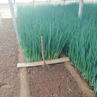 Gói 5gr hạt giống hành ta ( hành hương)