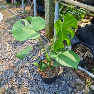 Trầu Bà lá xẻ hay Philodendron