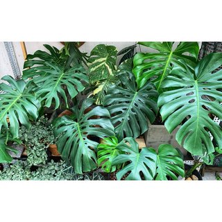 Trầu Bà lá xẻ hay Philodendron