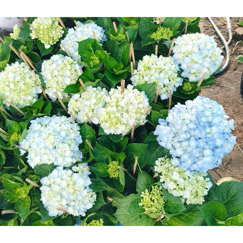 Chậu nhựa mềm Cẩm Tú cầu ôn đới