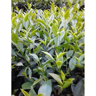 cây giống chè xanh( uống nước)