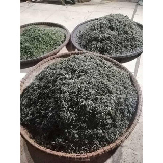 cây giống chè xanh( uống nước)