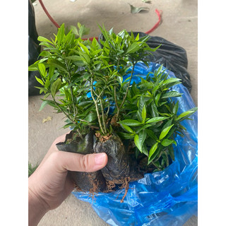 Cây Giống Mai Vạn Phúc bầu rễ ổn định