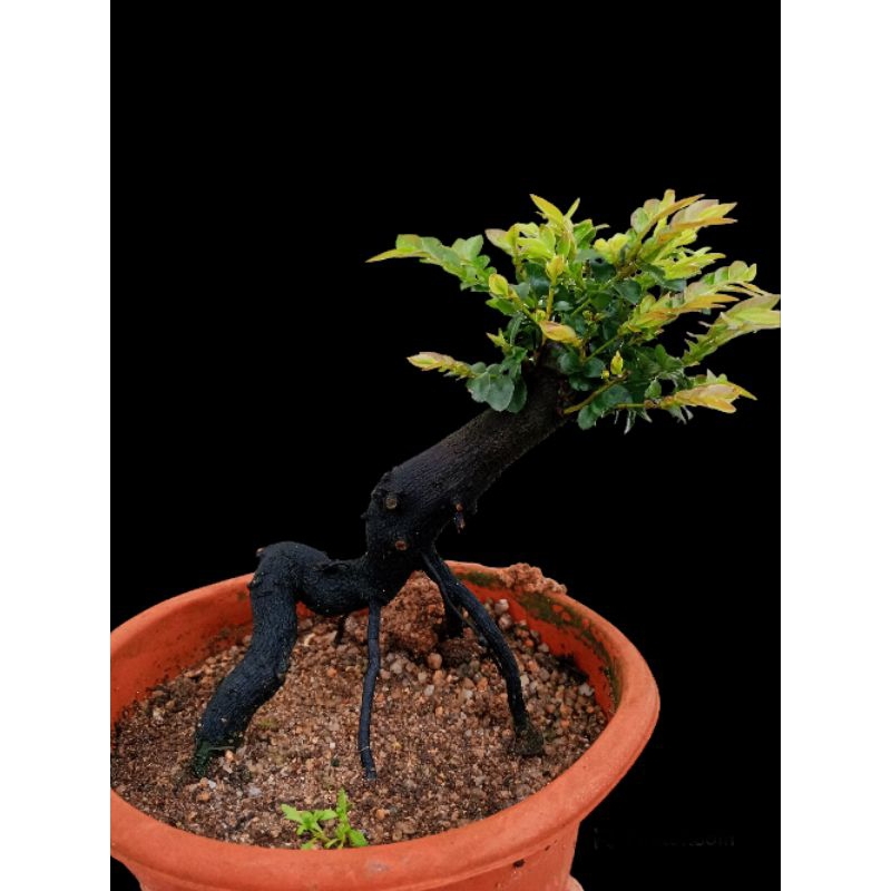 cây tùng đen, phong thủy, trà xương đen