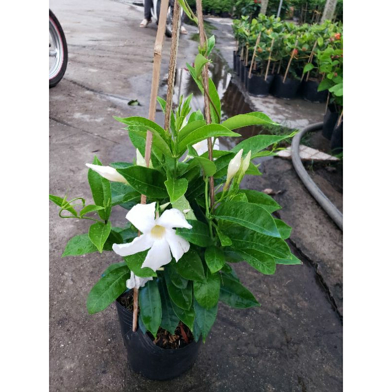 Cây Tuyết Anh leo(tặng kèm phân bón)
