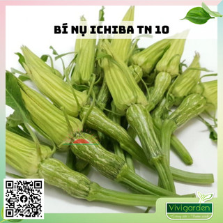 Gói 20 hạt bí siêu bông siêu nụ siêu ngọn F1 Ichiba TN10 Trang Nông