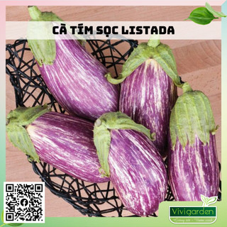 Hạt giống cà tím sọc siêu đẹp Listada giống nhập Mỹ ngon đẹp và sai quả