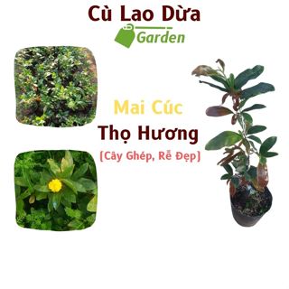 Cây Mai Cúc Thọ Hương - Cây Mai Cao 30-60cm - Cây Ghép Góc Bonsai - Xử Lý Rễ Đẹp - Giống Mai Ưa Chuộng Ngày Tết