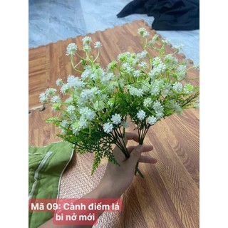 Cành điểm lá me bi nở mới