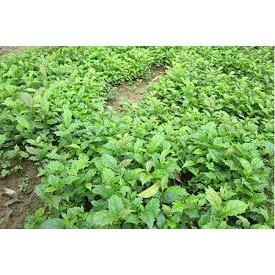 CÂY XẠ ĐEN HÒA BÌNH( MUA 10 CÂY TẶNG 1 CÂY)
