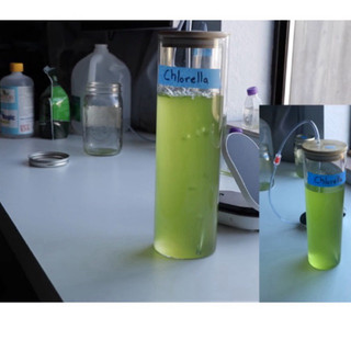 Tảo sống tảo lục chlorella nuôi tép sula-atermia-bobo