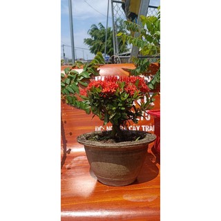 Mẫu đơn lá nhỏ 100k/cây cây cao 40cm