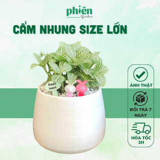 Chậu Cây Fittonia Cây Cẩm Nhung lá xanh size lớn kèm combo tiểu cảnh siêu đáng yêu 