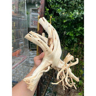 Khúc Lũa trang trí chuồng iguana, hồ cá, bể cá…