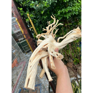 Khúc Lũa trang trí chuồng iguana, hồ cá, bể cá…
