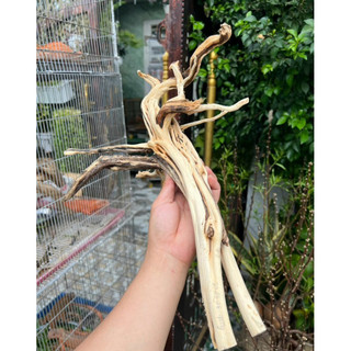 Khúc Lũa trang trí chuồng iguana, hồ cá, bể cá…