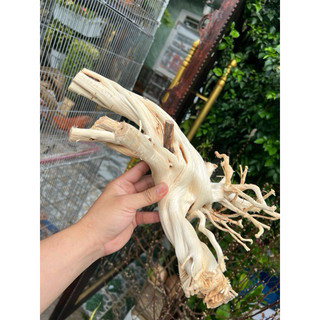 Khúc Lũa trang trí chuồng iguana, hồ cá, bể cá…