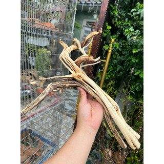 Khúc Lũa trang trí chuồng iguana, hồ cá, bể cá…
