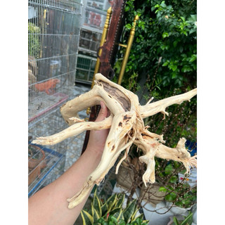 Khúc Lũa trang trí chuồng iguana, hồ cá, bể cá…