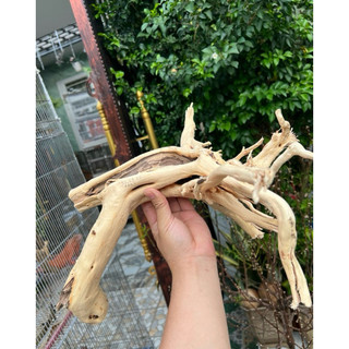 Khúc Lũa trang trí chuồng iguana, hồ cá, bể cá…