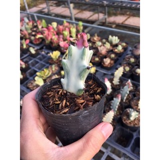 Cây xương rồng euphorbia var trắng bầu 8x8