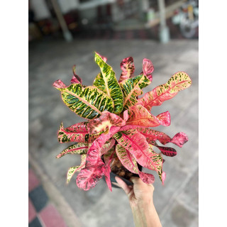 Cotong lá màu mẫu Chang Chang - nhập khẩu Thái Lan